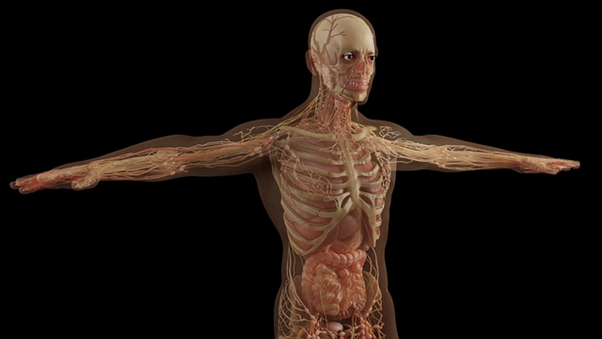 Прозрачна снимка на анатомията на човек